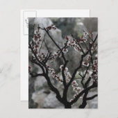 bloesems briefkaart (Voorkant / Achterkant)