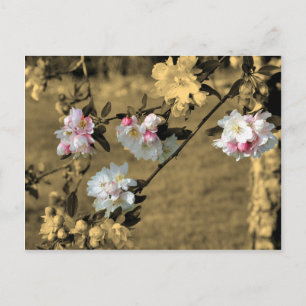 Bloesems op Sepia het Briefkaart van de Bloem