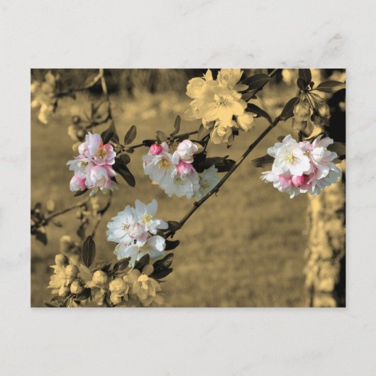 Bloesems op Sepia het Briefkaart van de Bloem (Voorkant)