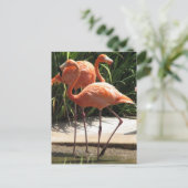 Blok van het Briefkaart Flamingos (Staand voorkant)