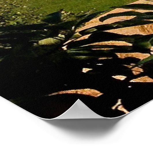 Blomidin, Nova Scotia Poster (Hoek)