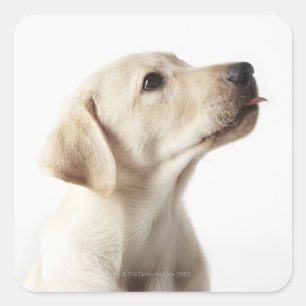 Blond labrador puppy die tong uitsteekt vierkante sticker