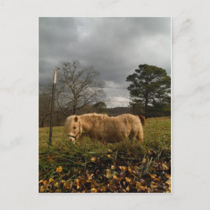 Blond MiniatuurPony/Paard Briefkaart