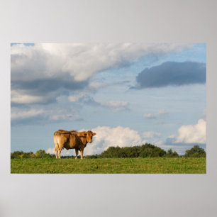 Blonde d'Aquitaine koe in de Dordogne regio, Frank Poster