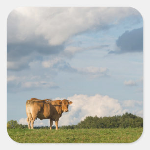 Blonde d'Aquitaine-koe in de regio Dordogne, Frank Vierkante Sticker