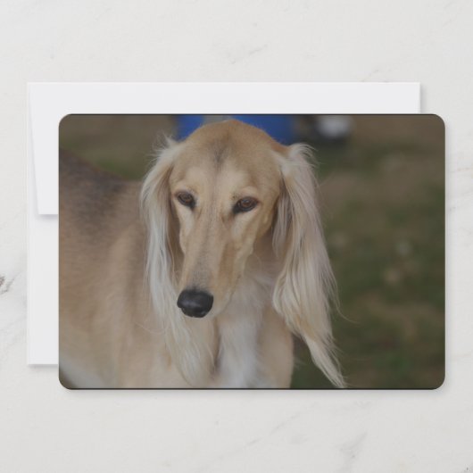 Blonde Saluki Dog Kaart (Voorkant)