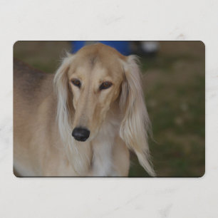 Blonde Saluki Dog Kaart