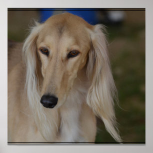 Blonde Saluki Dog Poster
