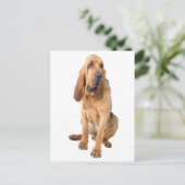 Bloodhond Puppy Dog Blank Greeting Briefkaart (Staand voorkant)