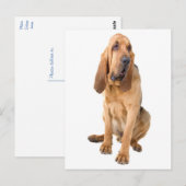 Bloodhond Puppy Dog Blank Greeting Briefkaart (Voorkant / Achterkant)