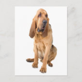 Bloodhond Puppy Dog Blank Greeting Briefkaart (Voorkant)