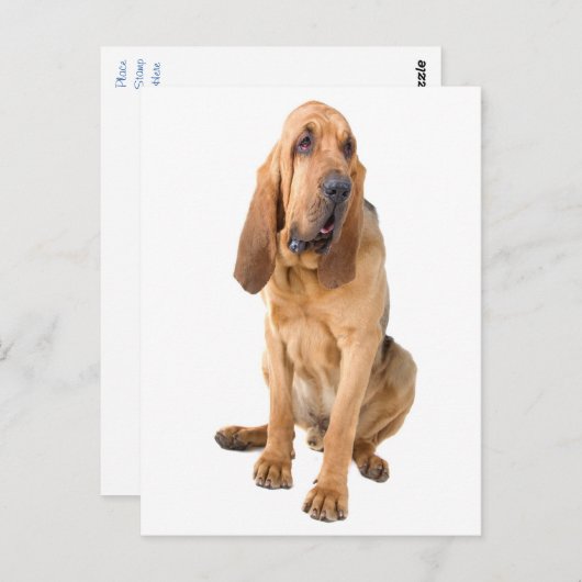 Bloodhound Chien Chien Chien Blank Grey Carte Post (Devant / Derrière)