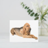 Bloodhound Chien Chien Salutation Carte postale (Debout devant)