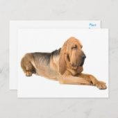 Bloodhound Chien Chien Salutation Carte postale (Devant / Derrière)