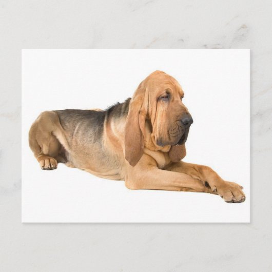 Bloodhound Chien Chien Salutation Carte postale (Devant)