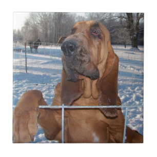 Bloodhound Face Tegeltje