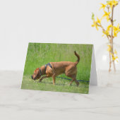 Bloodhound Tracking Chien Photographie Carte de vo (Fleur jaune)