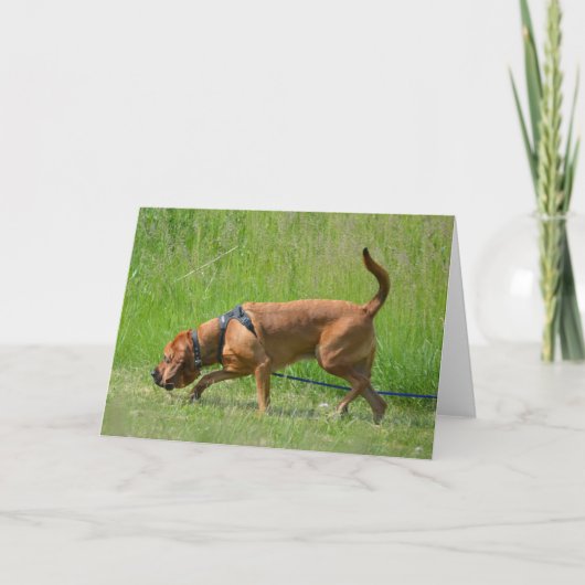 Bloodhound Tracking Chien Photographie Carte de vo (Devant)