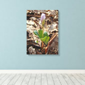 Bloodroot Bud - Harbinger van de lente Canvas Afdruk (Insitu (Houten vloer))