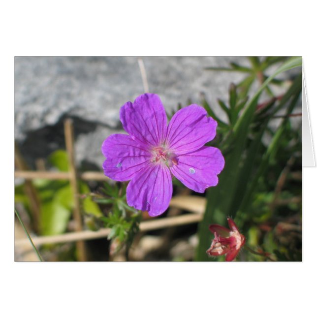 Bloody Cranesbill (Voorkant Horizontaal)