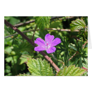 Bloody Cranesbill, Aran Islands, Irlande