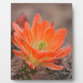 Bloom in het sinaasappel fotoplaat (Voorkant)