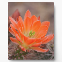 Bloom in het sinaasappel