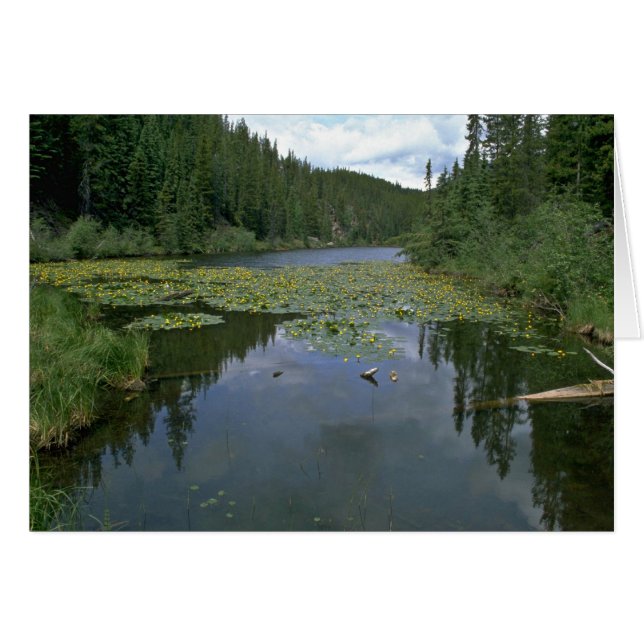 Bloom in water (Voorkant Horizontaal)