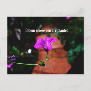 Bloom waar je bent geplant briefkaart