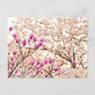 Bloomende roze Paarse Magnolias Spring Flower Briefkaart