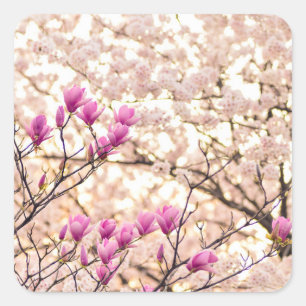 Bloomende roze Paarse Magnolias Spring Flower Vierkante Sticker