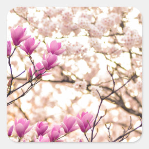 Bloomende roze Paarse Magnolias Spring Flower Vierkante Sticker
