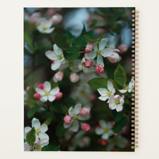 Blooming apple tree (Dos)