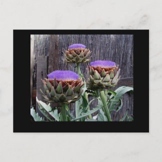 Blooming Artichokes Briefkaart