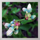 Blooming Blueberries Poster (Voorkant)