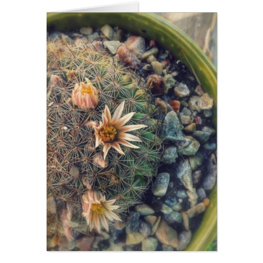 Blooming Cacti (Voorkant)