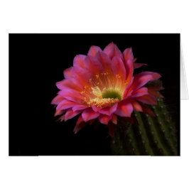 Blooming Cactus delight