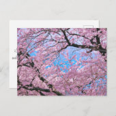 Blooming Cherry Blossom Briefkaart (Voorkant / Achterkant)