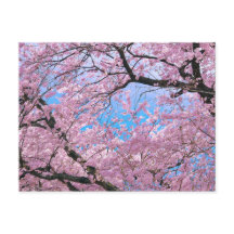 Blooming Cherry Blossom