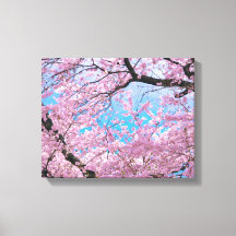 Blooming Cherry Blossom