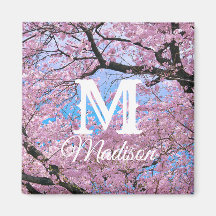 Blooming Cherry Blossom