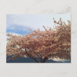 Blooming Cherry Tree Postcard Briefkaart