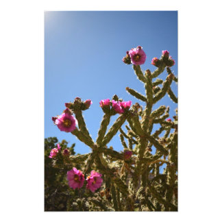 Blooming Cholla Cactus Flowers Foto Afdruk