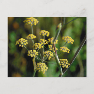 Blooming Fennel Briefkaart