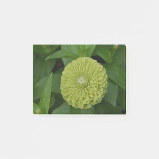 Blooming Green Zinnia Flower Post-it® Notes (Voorkant)