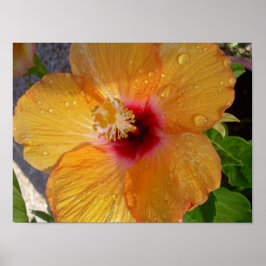 Blooming Hibiscus Poster