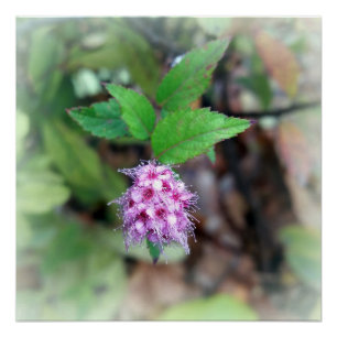 Blooming in het najaar perfect poster