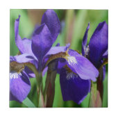Blooming Iris Tegeltje (Voorkant)