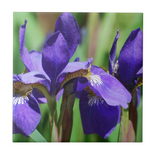 Blooming Iris Tegeltje (Voorkant)