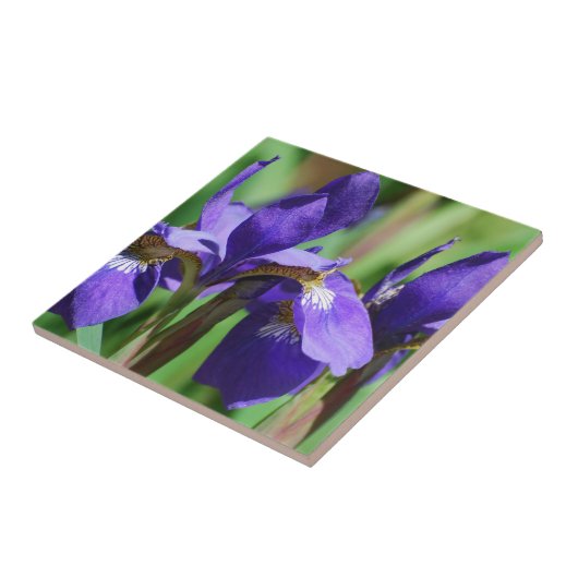 Blooming Iris Tegeltje (Zijkant)